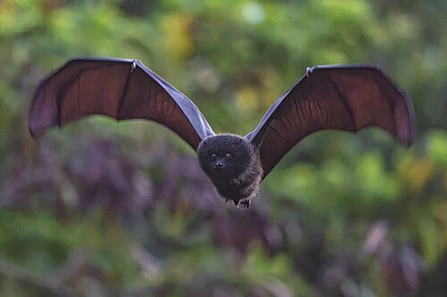 Bonin flying fox